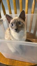 Lost Male Cat last seen Ridge and congress, New Port Richey, FL 34652