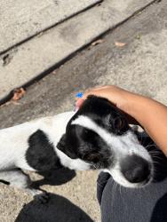 Reunited Male Dog last seen Heather & Mona vista, La Habra, CA 90631