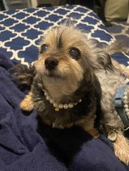 Lost Female Dog last seen Off Ocean and Pacific in between apt building Ocenaire and 200 WEST, Long Beach, CA 90802