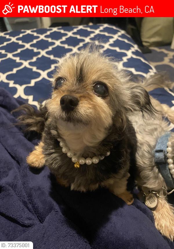 Lost Female Dog last seen Off Ocean and Pacific in between apt building Ocenaire and 200 WEST, Long Beach, CA 90802