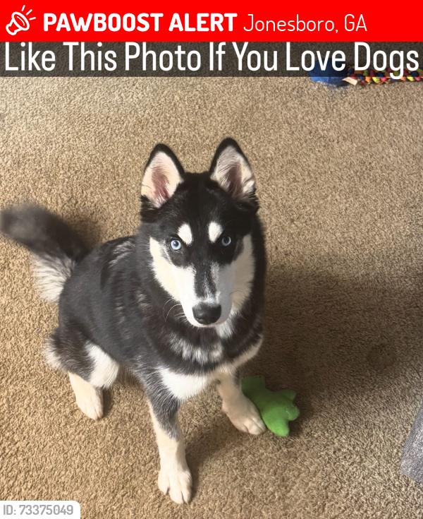 Lost Female Dog last seen Longwood drive, Jonesboro, GA 30236
