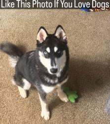 Lost Female Dog last seen Longwood drive, Jonesboro, GA 30236
