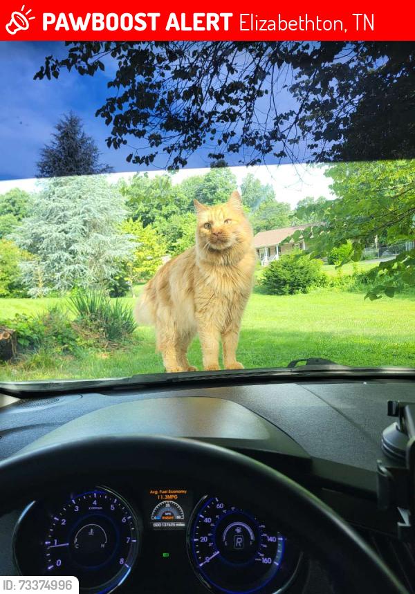 Lost Male Cat last seen Stateline Drive-In Theatre, Elizabethton, TN 37643