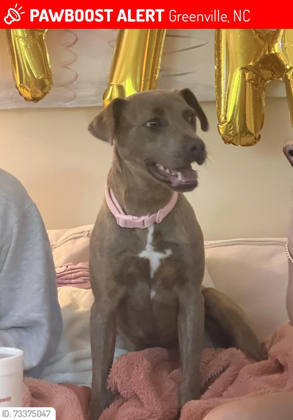 Lost Female Dog last seen We live diagonal from the church on 5th street, Greenville, NC 27858