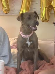 Lost Female Dog last seen We live diagonal from the church on 5th street, Greenville, NC 27858