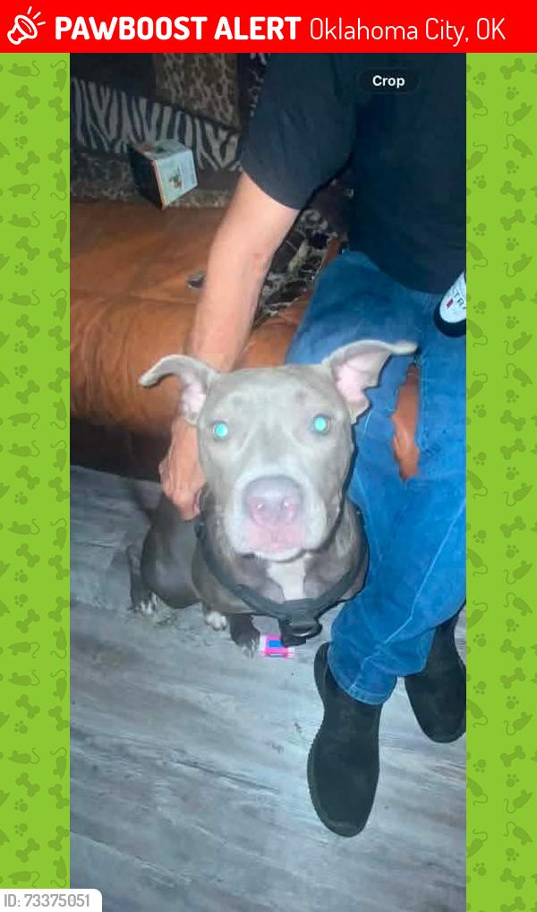 Lost Female Dog last seen May Avenue, Oklahoma City, OK 73119
