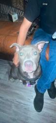 Lost Female Dog last seen May Avenue, Oklahoma City, OK 73119