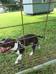 Found/Stray Female Dog last seen Bethlehem and Fresa Way, Hillsborough County, FL 33565