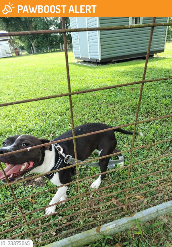 Found/Stray Female Dog last seen Bethlehem and Fresa Way, Hillsborough County, FL 33565