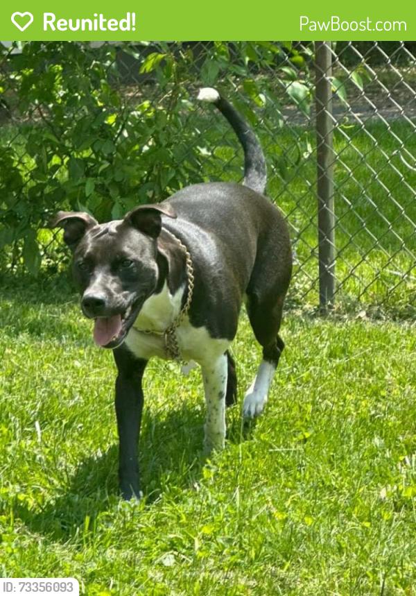 Reunited Female Dog last seen East hazel crest, Hazel Crest, IL 60429