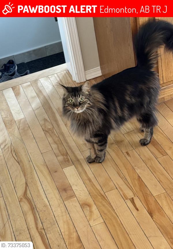 Lost Male Cat last seen Evansdale Park, Edmonton, AB T5R 1J6
