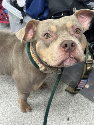 Shelter Stray Female Dog last seen Near Mariban ct, 21225, MD, 2490 Giles Rd, Baltimore, MD 21225, USA