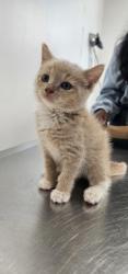 Shelter Stray Female Cat last seen Back yard at 102 S. Morley St. 21229, 21229, MD, 2490 Giles Rd, Baltimore, MD 21225, USA