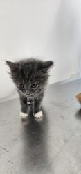 Shelter Stray Female Cat last seen Back yard at 102 S. Morley St. 21229, 21229, MD, 2490 Giles Rd, Baltimore, MD 21225, USA