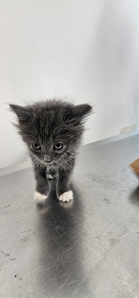 Shelter Stray Female Cat last seen Back yard at 102 S. Morley St. 21229, 21229, MD, 2490 Giles Rd, Baltimore, MD 21225, USA