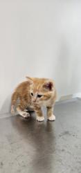Shelter Stray Male Cat last seen Back yard at 102 S. Morley St. 21229, 21229, MD, 2490 Giles Rd, Baltimore, MD 21225, USA