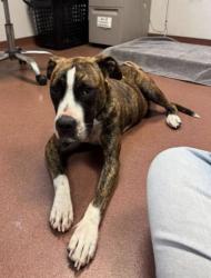 Shelter Stray Female Dog last seen 89th ave, oakland ca 94621, Oakland, CA, 1101 29th Ave, Oakland, CA 94601, USA