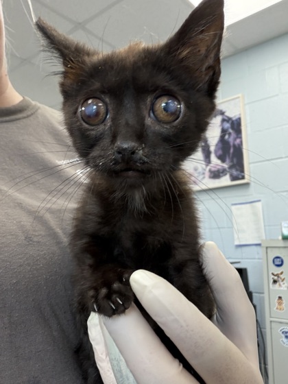 Shelter Stray Female Cat last seen Benfield ave, New Bern City Limits, NC, 1639 Old Airport Rd, New Bern, NC 28562, USA
