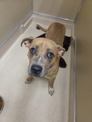 Shelter Stray Female Dog last seen Near N university blvd, Middletown, OH, 1820 Princeton Rd, Hamilton, OH 45011, USA