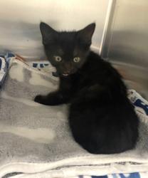 Shelter Stray Female Cat last seen Near Lakeview ROad, Keller, TX, 330 Rufe Snow Dr, Keller, TX 76248, USA