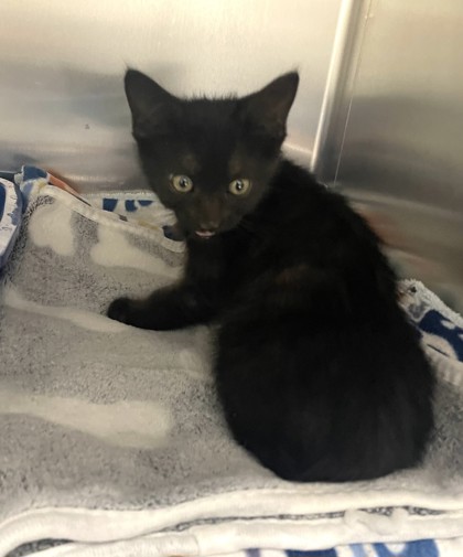 Shelter Stray Female Cat last seen Near Lakeview ROad, Keller, TX, 330 Rufe Snow Dr, Keller, TX 76248, USA