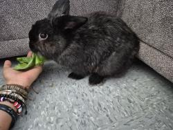 Found/Stray Male Rabbit last seen Found on oval park bronx NY (pretty sure its male), The Bronx, NY 10461
