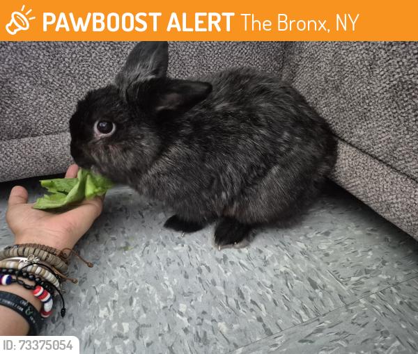 Found/Stray Male Rabbit last seen Found on oval park bronx NY (pretty sure its male), The Bronx, NY 10461