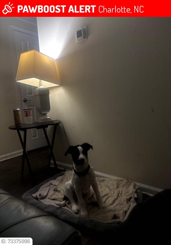 Lost Male Dog last seen Brier Creek and central ave, Charlotte, NC 28205