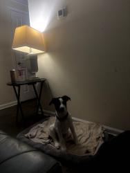 Lost Male Dog last seen Brier Creek and central ave, Charlotte, NC 28205
