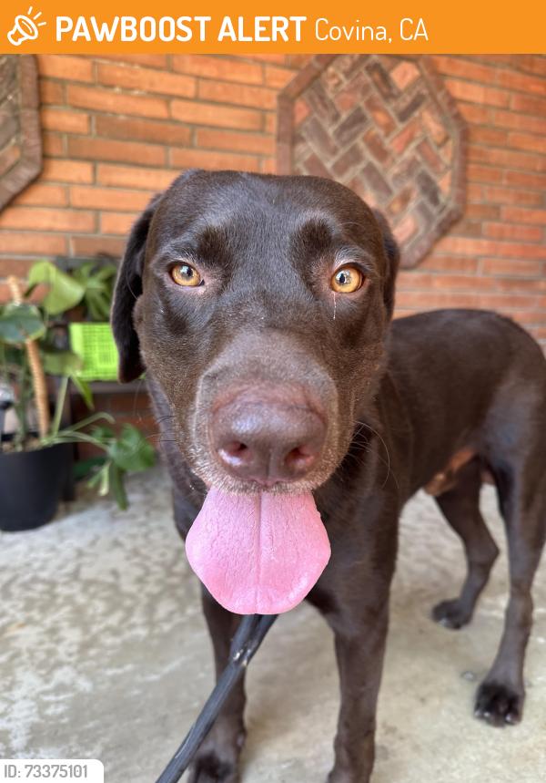 Found/Stray Male Dog last seen Rancho Los Nogales Dr and Puente, Covina, CA 91724