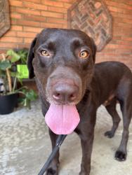 Found/Stray Male Dog last seen Rancho Los Nogales Dr and Puente, Covina, CA 91724