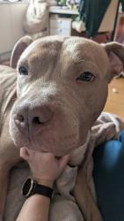 Shelter Stray Female Dog last seen Near Avenue C, NEW YORK, NY, 10009, 326 E 110th St, New York, NY 10029, USA