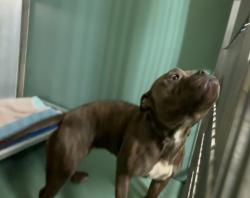 Shelter Stray Female Dog last seen Aldus Street, BRONX, NY, 10459, 326 E 110th St, New York, NY 10029, USA