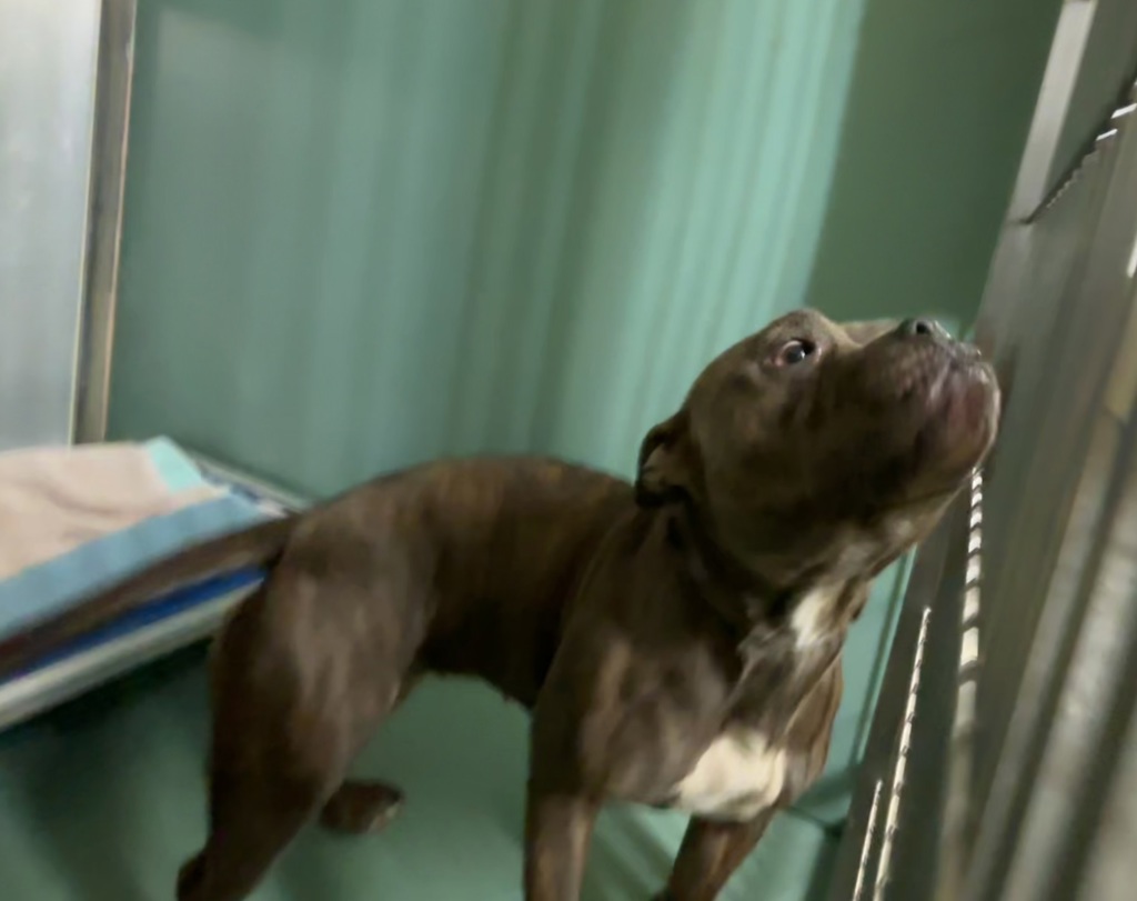 Shelter Stray Female Dog last seen Aldus Street, BRONX, NY, 10459, 326 E 110th St, New York, NY 10029, USA