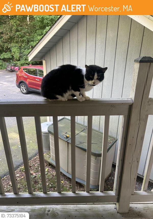 Found/Stray Unknown Cat last seen channing street worcester, Worcester, MA 01605