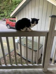 Found/Stray Unknown Cat last seen channing street worcester, Worcester, MA 01605