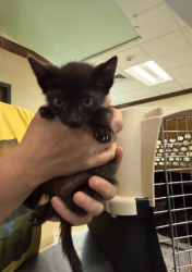 Shelter Stray Male Cat last seen Upton Estates park, VIRGINIA BEACH, VA, 23454, 341 S Birdneck Rd, Virginia Beach, VA 23451, USA
