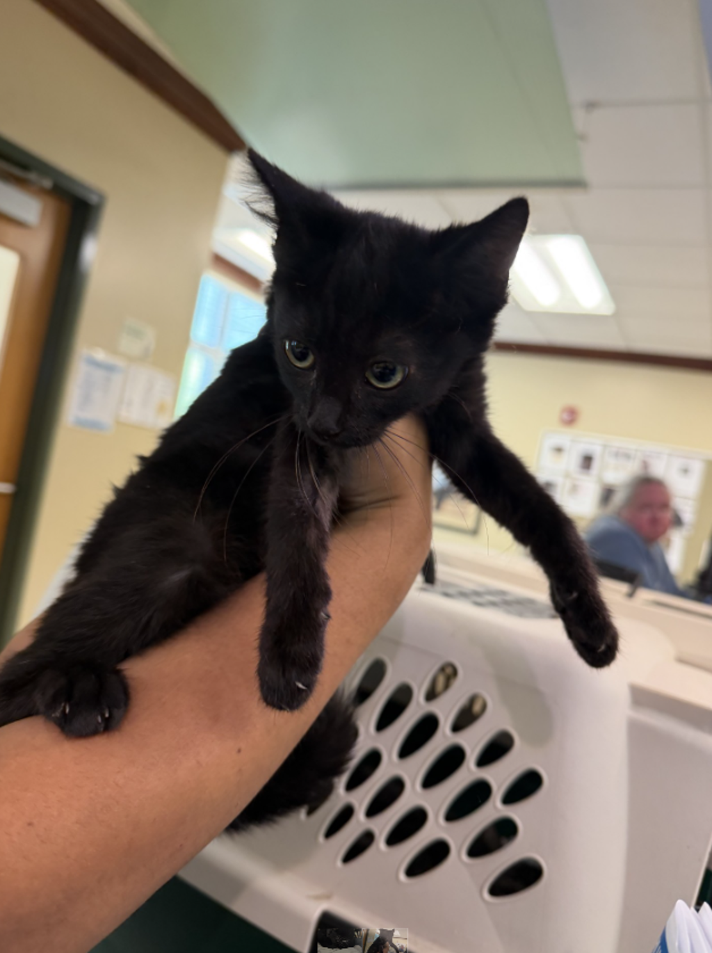 Shelter Stray Female Cat last seen Upton Estates park, VIRGINIA BEACH, VA, 23454, 341 S Birdneck Rd, Virginia Beach, VA 23451, USA