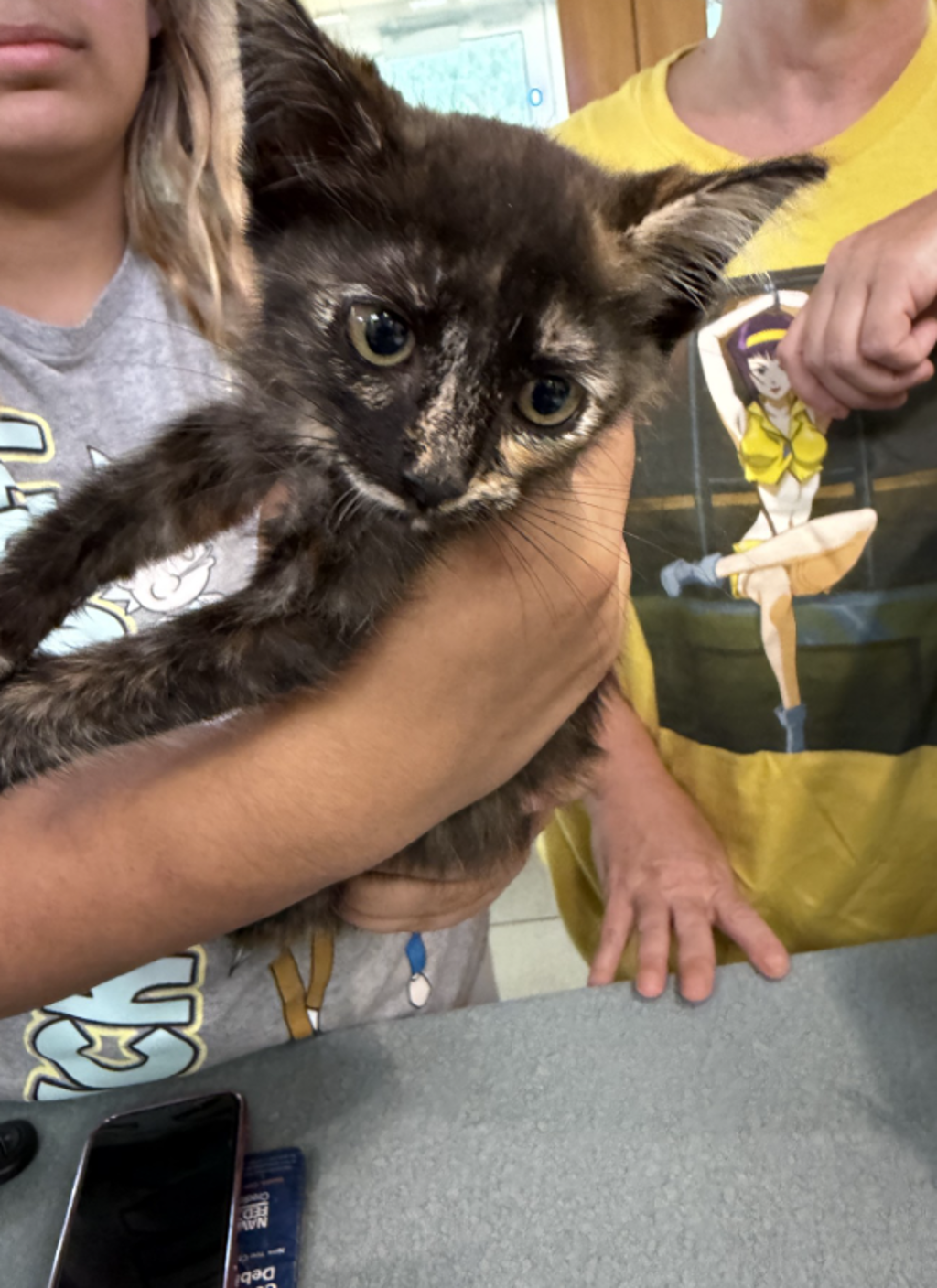 Shelter Stray Female Cat last seen upton estates park, VIRGINIA BEACH, VA, 23454, 341 S Birdneck Rd, Virginia Beach, VA 23451, USA
