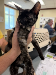 Shelter Stray Female Cat last seen upton estates park, VIRGINIA BEACH, VA, 23454, 341 S Birdneck Rd, Virginia Beach, VA 23451, USA