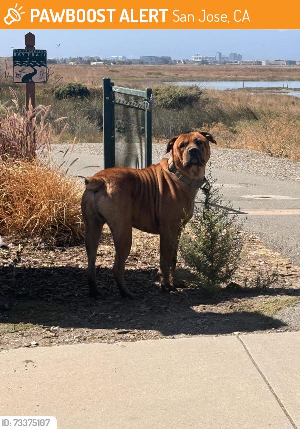 Found/Stray Male Dog last seen N McCarthy Blvd, near Floor & Decor parking lot, San Jose, CA 95138