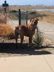 Found/Stray Male Dog last seen N McCarthy Blvd, near Floor & Decor parking lot, San Jose, CA 95138