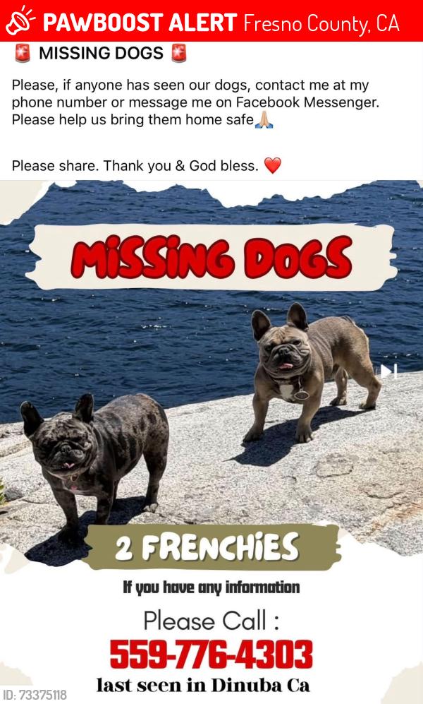 Lost Male Dog last seen Alta & Crawford, Fresno County, CA 93666