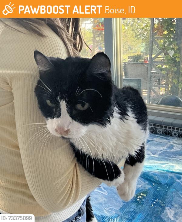 Found/Stray Male Cat last seen Roosevelt, Boise, ID 83706