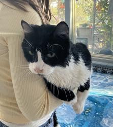 Found/Stray Male Cat last seen Roosevelt, Boise, ID 83706