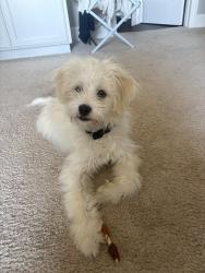 Found/Stray Male Dog last seen Mission & A street, Hayward, CA 94544