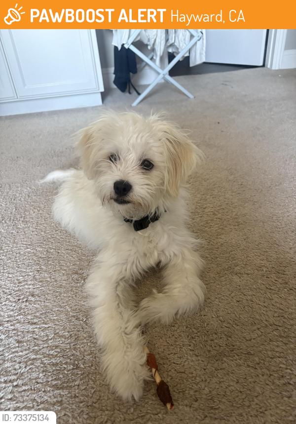 Found/Stray Male Dog last seen Mission & A street, Hayward, CA 94544