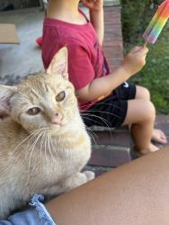 Found/Stray Male Cat last seen Murray hill rd, Fayetteville, NC 28303