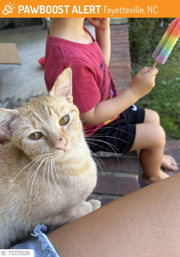 Found/Stray Male Cat last seen Murray hill rd, Fayetteville, NC 28303