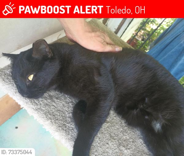 Lost Female Cat last seen Central and Warsaw, Toledo, OH 43608